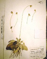 Chaptalia tomentosa image