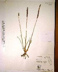 Spiranthes vernalis image