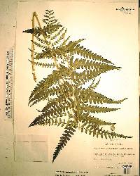 Dryopteris ludoviciana image