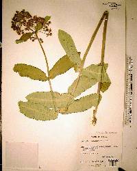 Asclepias amplexicaulis image