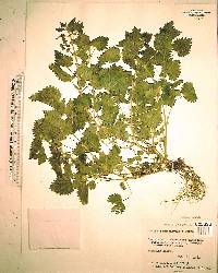 Urtica chamaedryoides image