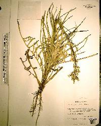 Lactuca graminifolia image