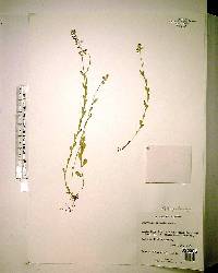 Polygala crenata image