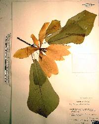 Magnolia pyramidata image