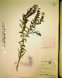 Lithospermum caroliniense image