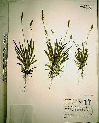 Plantago wrightiana image