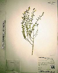 Calamintha dentata image