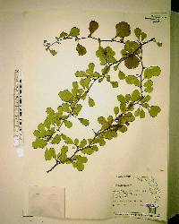 Crataegus flava image