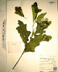 Solanum dimidiatum image