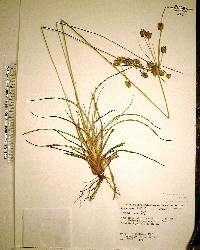 Cyperus retrorsus image