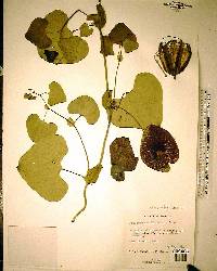 Aristolochia littoralis image