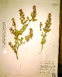 Lyonia ferruginea image