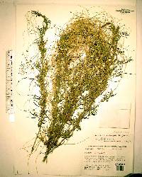 Cuscuta compacta image