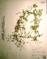 Galium pilosum image