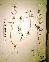 Ammannia latifolia image