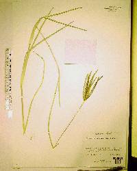 Eustachys petraea image