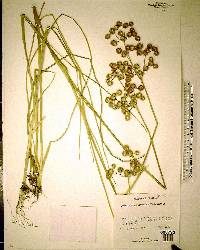 Juncus megacephalus image