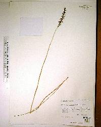 Spiranthes praecox image