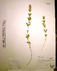 Dyschoriste oblongifolia image