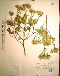 Garberia heterophylla image