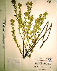 Hypericum crux-andreae image