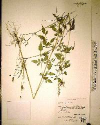 Bidens bipinnata image