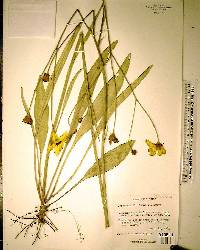 Coreopsis floridana image