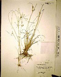 Cyperus nashii image