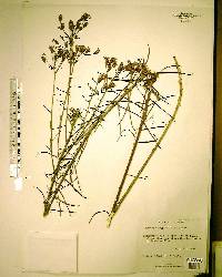 Vernonia angustifolia image