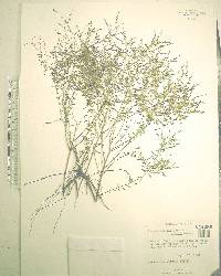 Lechea sessiliflora image