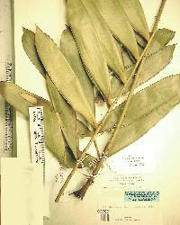 Ceratozamia latifolia image