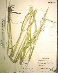 Paspalum urvillei image