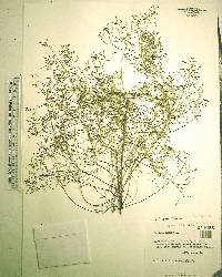 Lechea sessiliflora image