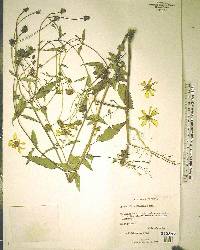 Bidens mitis image