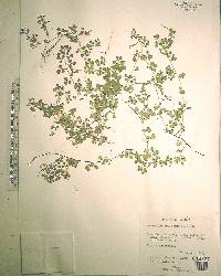 Desmodium triflorum image