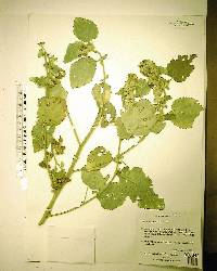 Sida cordifolia image