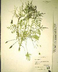 Bidens bipinnata image