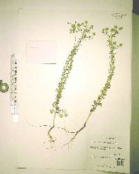 Eryngium aromaticum image