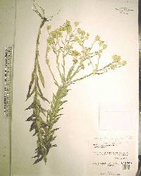 Pityopsis graminifolia image