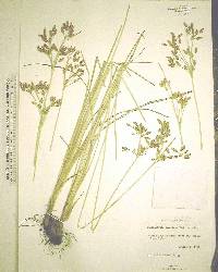 Fimbristylis caroliniana image