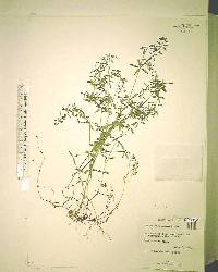 Galium hispidulum image
