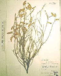 Polygonella robusta image