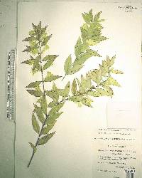 Gelsemium sempervirens image