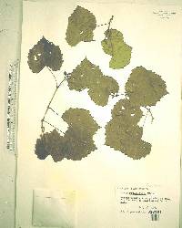 Vitis rotundifolia image