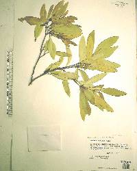 Persea humilis image