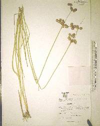 Juncus megacephalus image