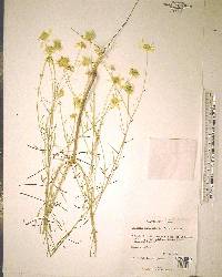 Balduina angustifolia image