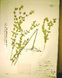 Hypericum tetrapetalum image