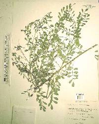 Indigofera caroliniana image