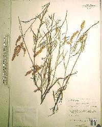 Polygonella robusta image